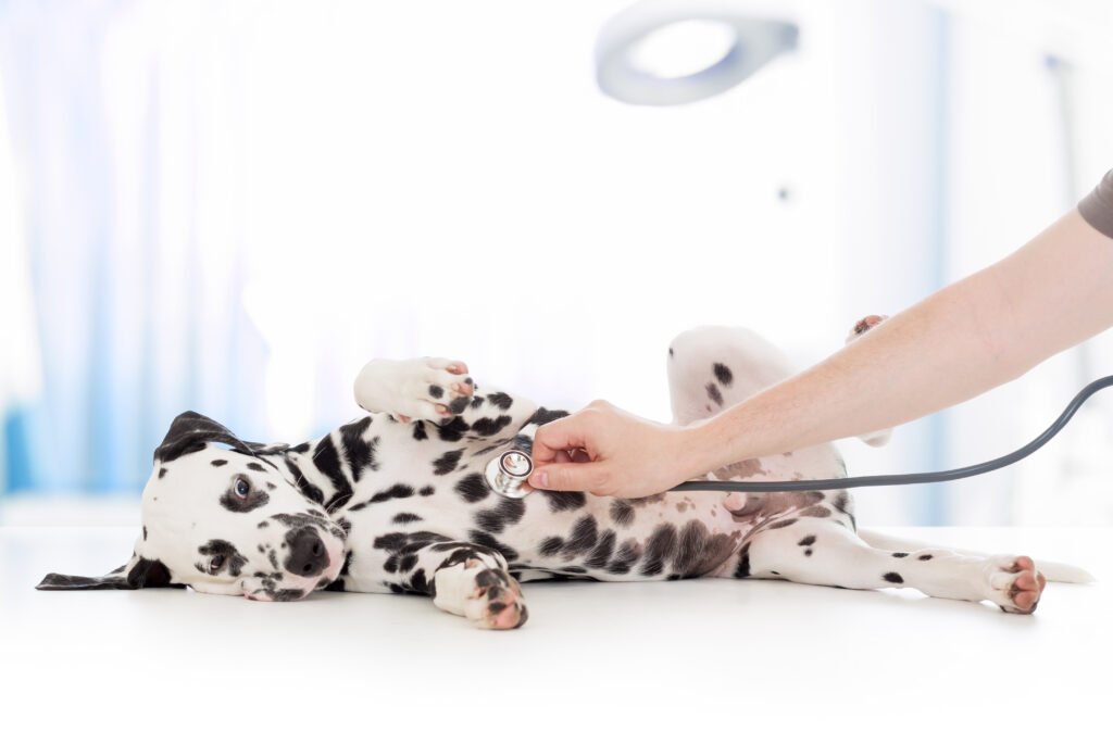 Dalmatian puppy during veterinary exam